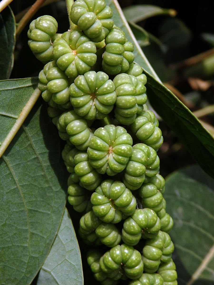 Líčidlo (Phytolacca dioica L.)