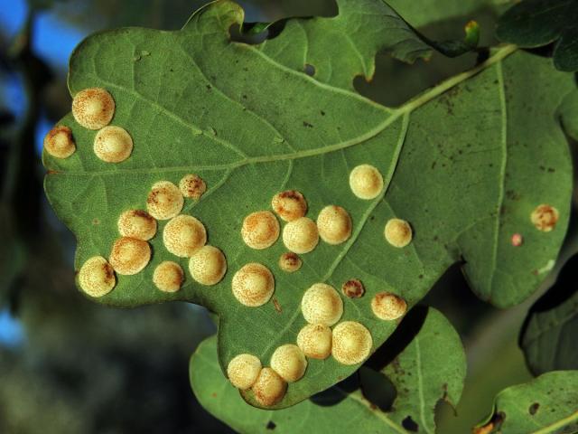 Hálky žlabatky hráškové (Neuroterus quercusbaccarum) - letní generace