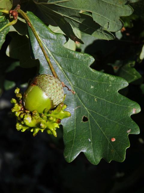 Hálky žlabatky kalichové (Andricus quercuscalicis)