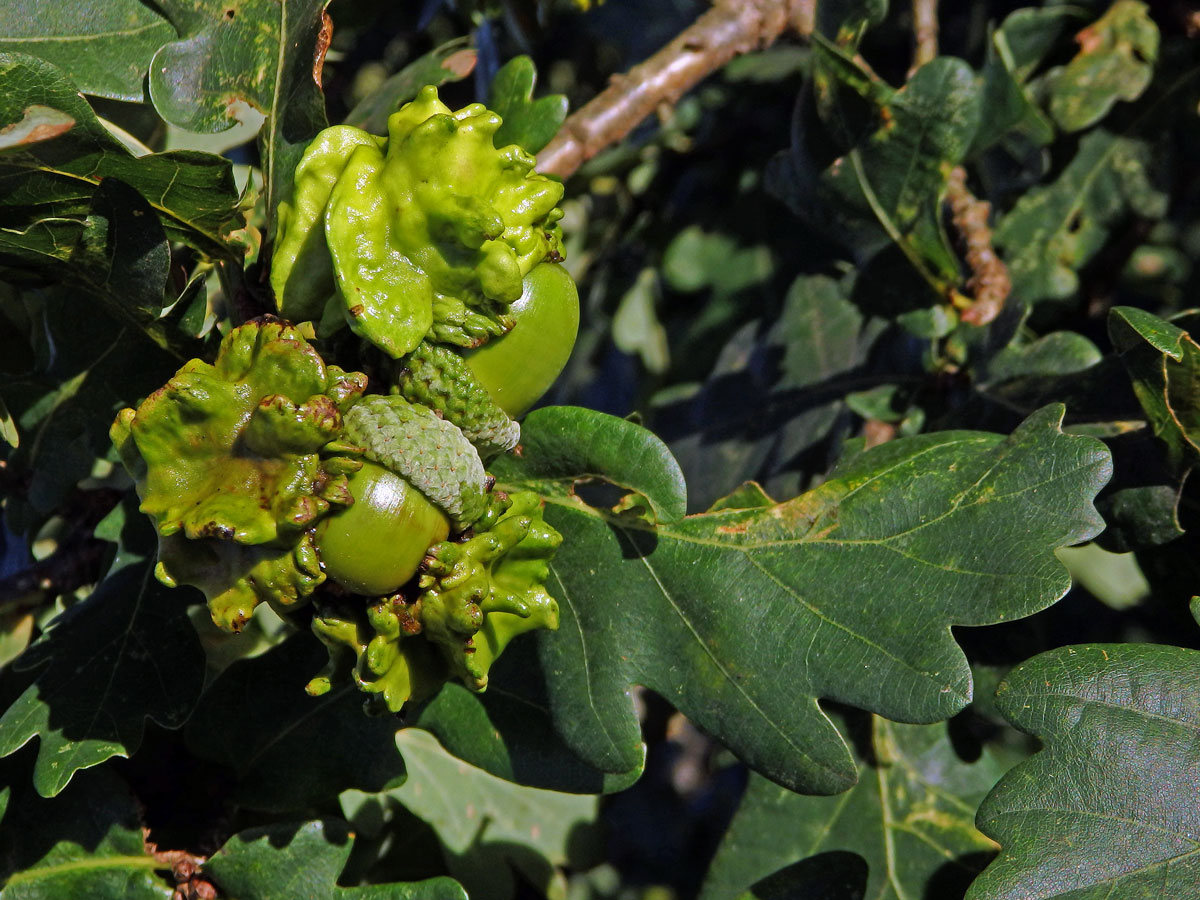 Hálky žlabatky kalichové (Andricus quercuscalicis)