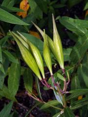 Klejicha narudlá (Asclepias incarnata L.)