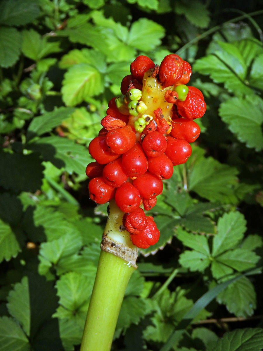 Áron černý (Arum nigrum Schott)