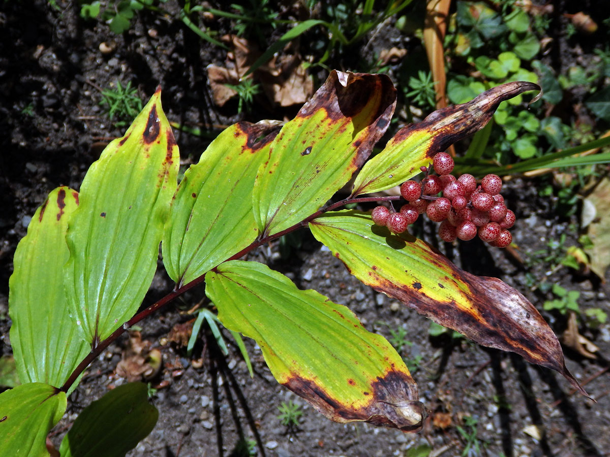 Pstroček (Maianthemum racemosum (L.) Link)