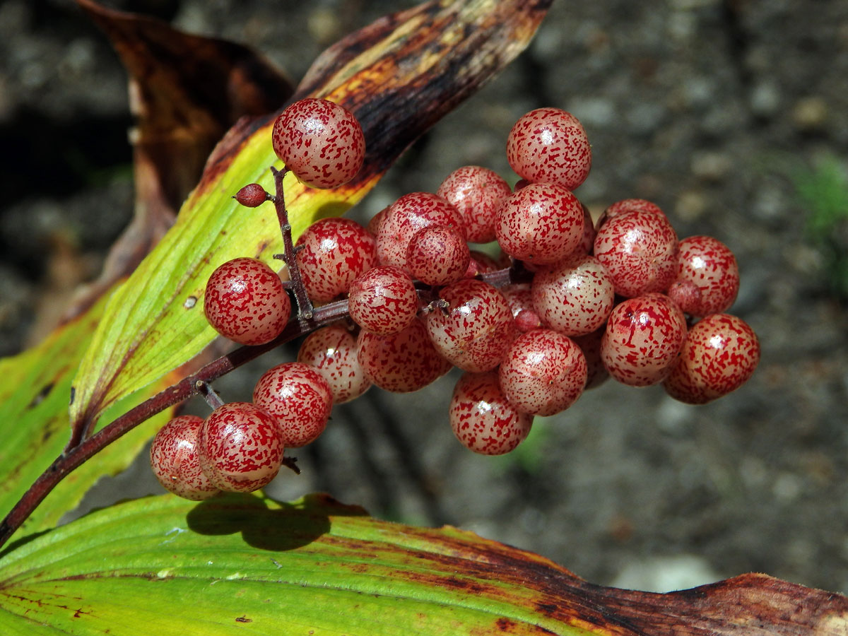 Pstroček (Maianthemum racemosum (L.) Link)