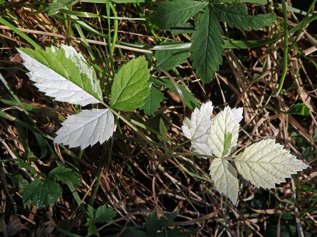 Ostružiník maliník (Rubus idaeus L.) s panašovanými listy