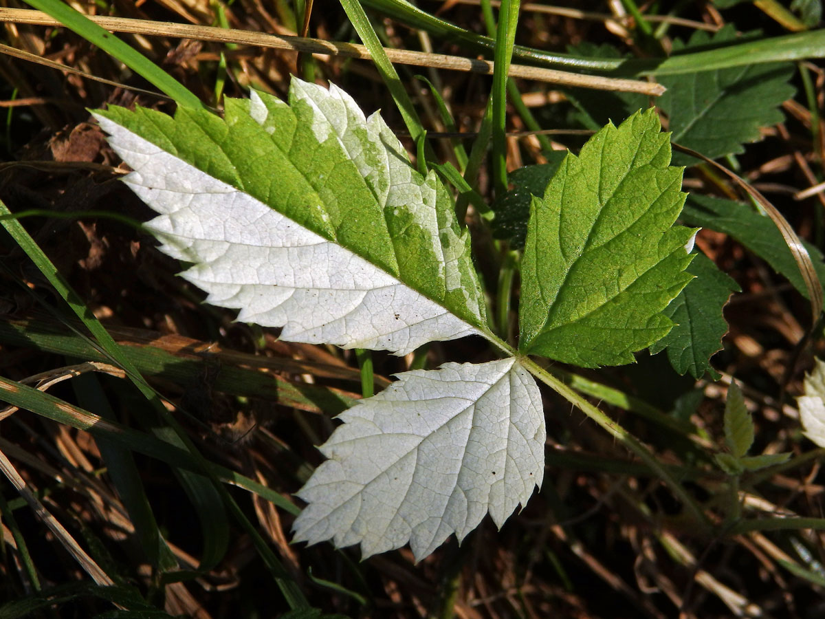 Ostružiník maliník (Rubus idaeus L.) s panašovanými listy