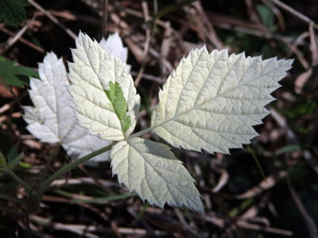 Ostružiník maliník (Rubus idaeus L.) s panašovanými listy