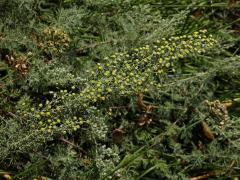 Pelyněk pontický (Artemisia pontica L.)