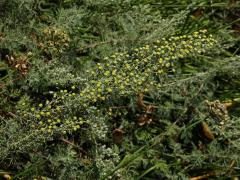 Pelyněk pontický (Artemisia pontica L.)    