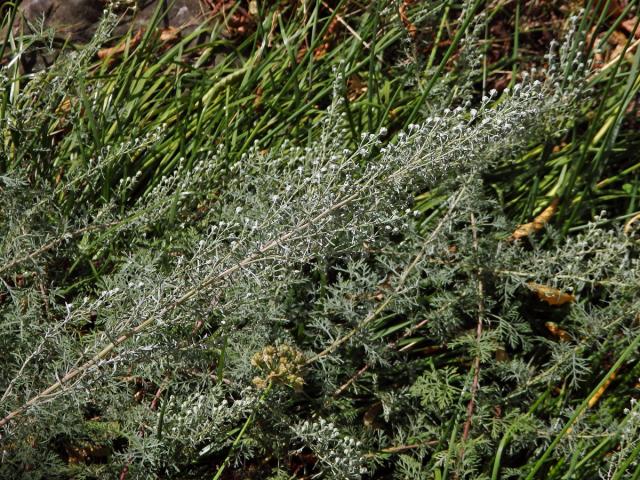 Pelyněk pontický (Artemisia pontica L.)