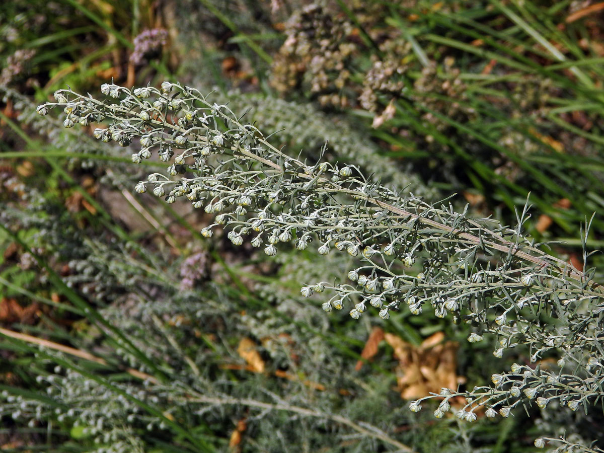 Pelyněk pontický (Artemisia pontica L.)