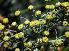 Pelyněk pontický (Artemisia pontica L.)