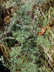 Pelyněk pontický (Artemisia pontica L.)