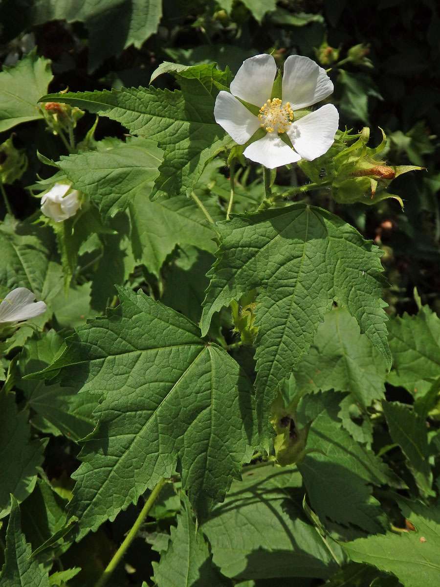 Proskurnice révolistá (Kitaibelia vitifolia Willd.)