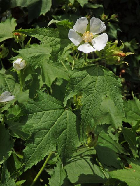 Proskurnice révolistá (Kitaibelia vitifolia Willd.)