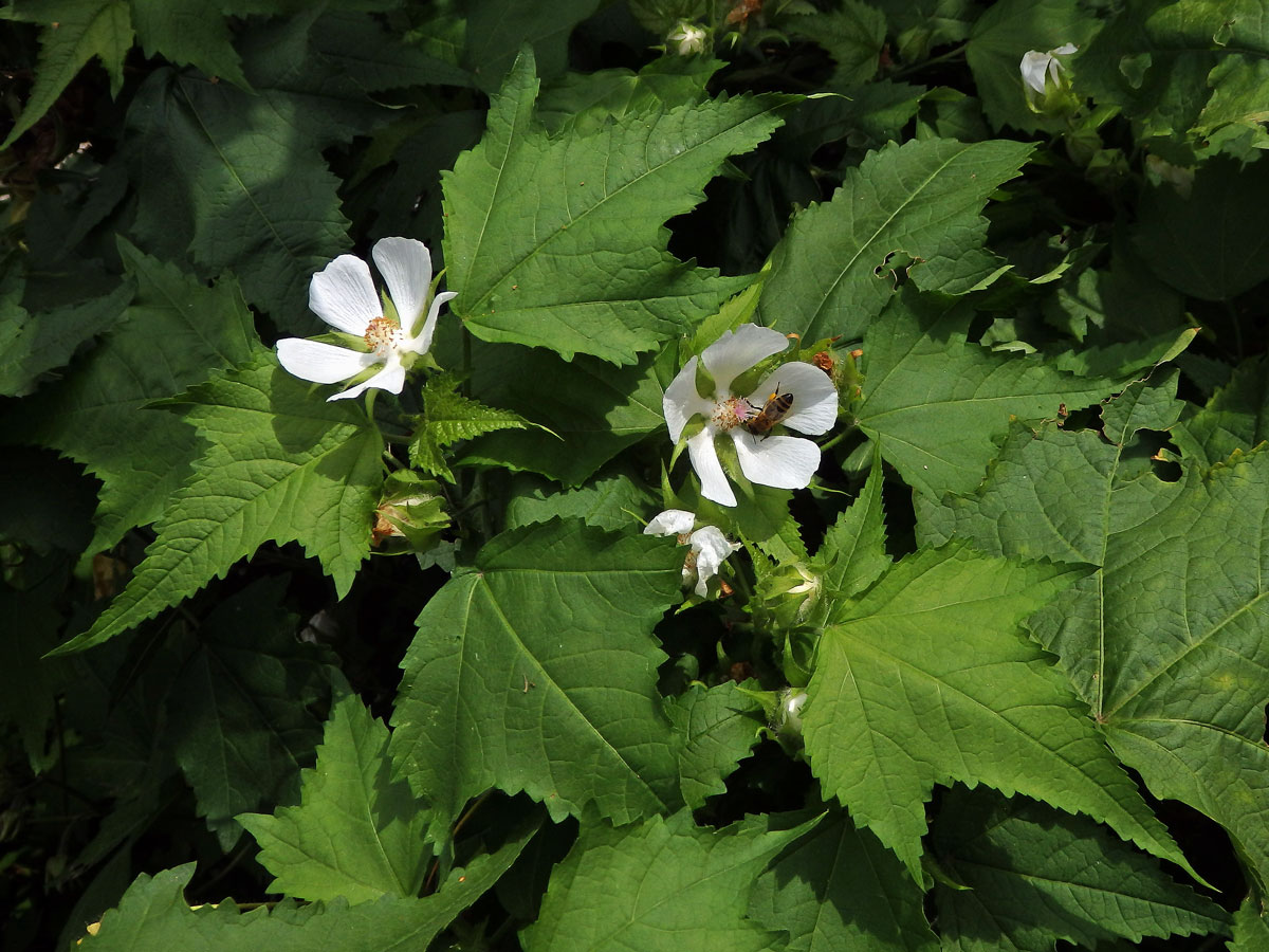 Proskurnice révolistá (Kitaibelia vitifolia Willd.)