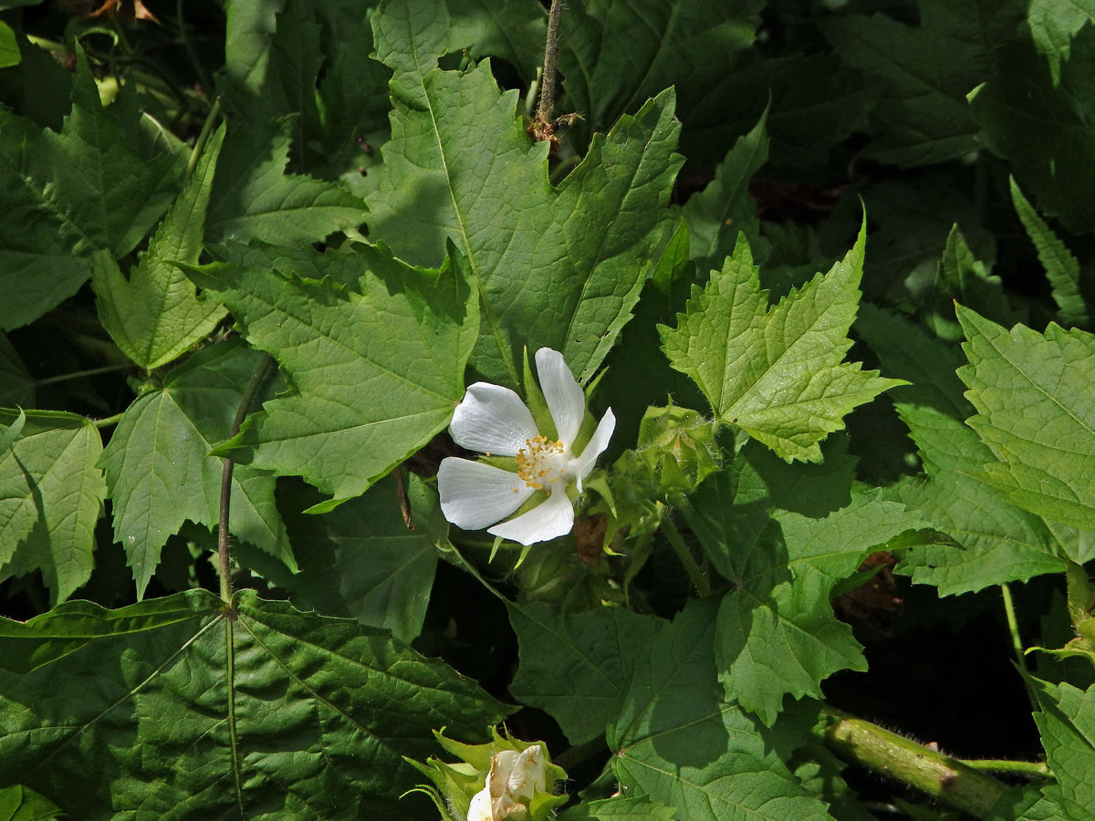 Proskurnice révolistá (Kitaibelia vitifolia Willd.)