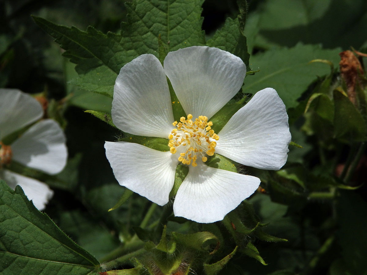 Proskurnice révolistá (Kitaibelia vitifolia Willd.)