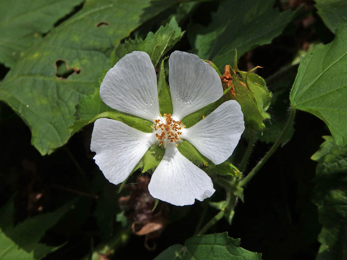 Proskurnice révolistá (Kitaibelia vitifolia Willd.)