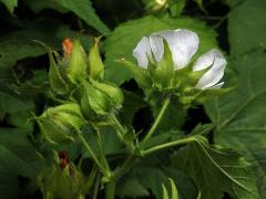 Proskurnice révolistá (Kitaibelia vitifolia Willd.)