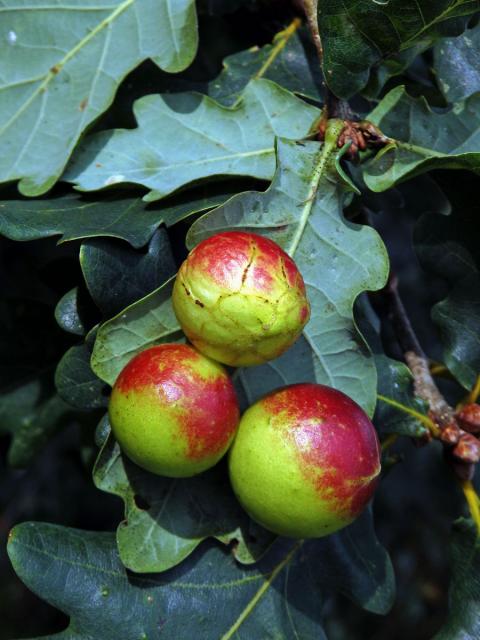 Hálky žlabatky dubové (Cynips quercusfolii)