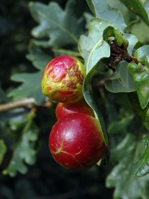 Hálky žlabatky dubové (Cynips quercusfolii)