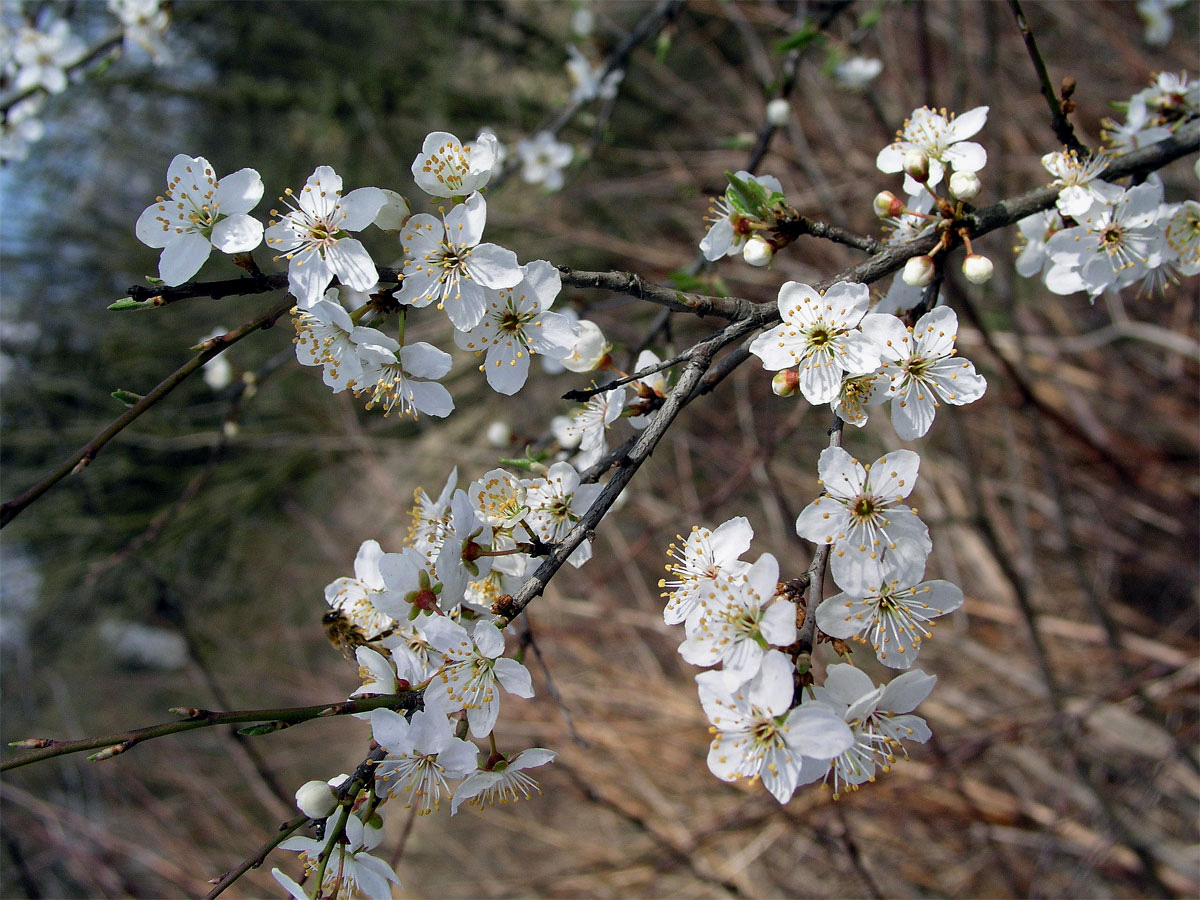 Slivoň obecná (Prunus insititia L.)