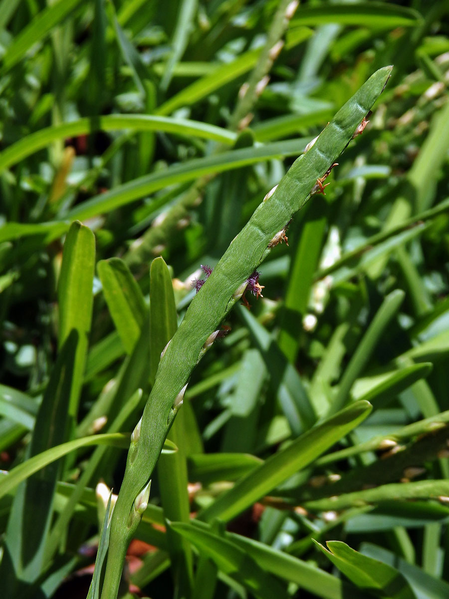 Stenotaphrum secundatum (Walt.) Kuntze