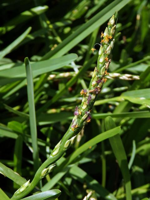 Stenotaphrum secundatum (Walt.) Kuntze