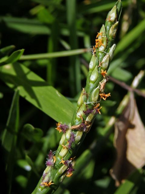 Stenotaphrum secundatum (Walt.) Kuntze