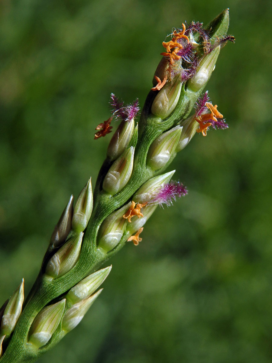 Stenotaphrum secundatum (Walt.) Kuntze