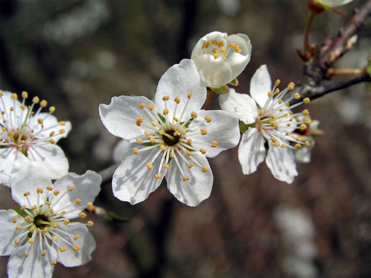 Slivoň obecná (Prunus insititia L.)