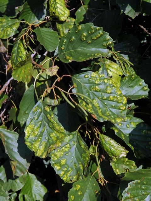 Hálky vlnovníka krátkonohého (Acalitus brevitarsus) na olši lepkavé (Alnus glutinosa)