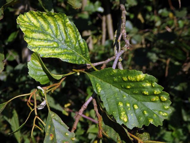 Hálky vlnovníka krátkonohého (Acalitus brevitarsus) na olši lepkavé (Alnus glutinosa)