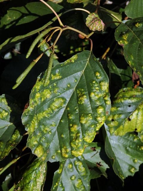 Hálky vlnovníka krátkonohého (Acalitus brevitarsus) na olši lepkavé (Alnus glutinosa)