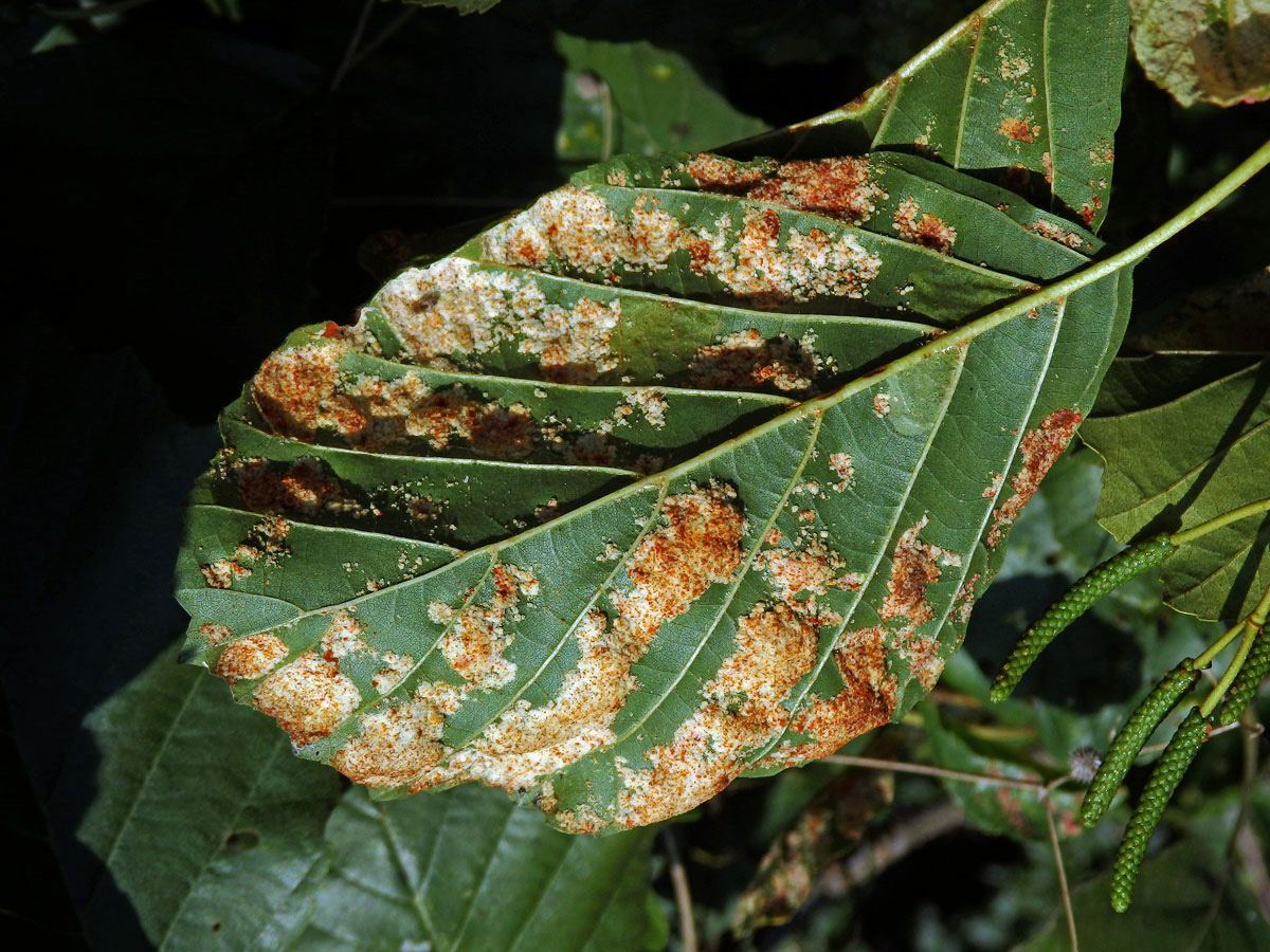 Hálky vlnovníka krátkonohého (Acalitus brevitarsus) na olši lepkavé (Alnus glutinosa)