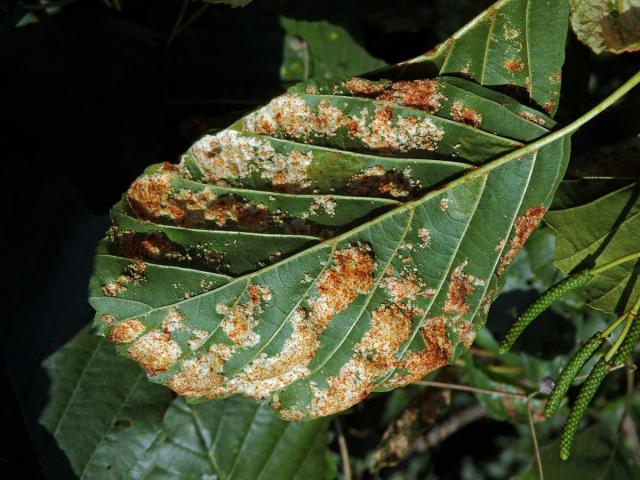 Hálky vlnovníka krátkonohého (Acalitus brevitarsus) na olši lepkavé (Alnus glutinosa)