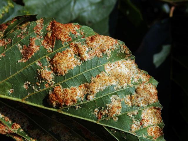 Hálky vlnovníka krátkonohého (Acalitus brevitarsus) na olši lepkavé (Alnus glutinosa)