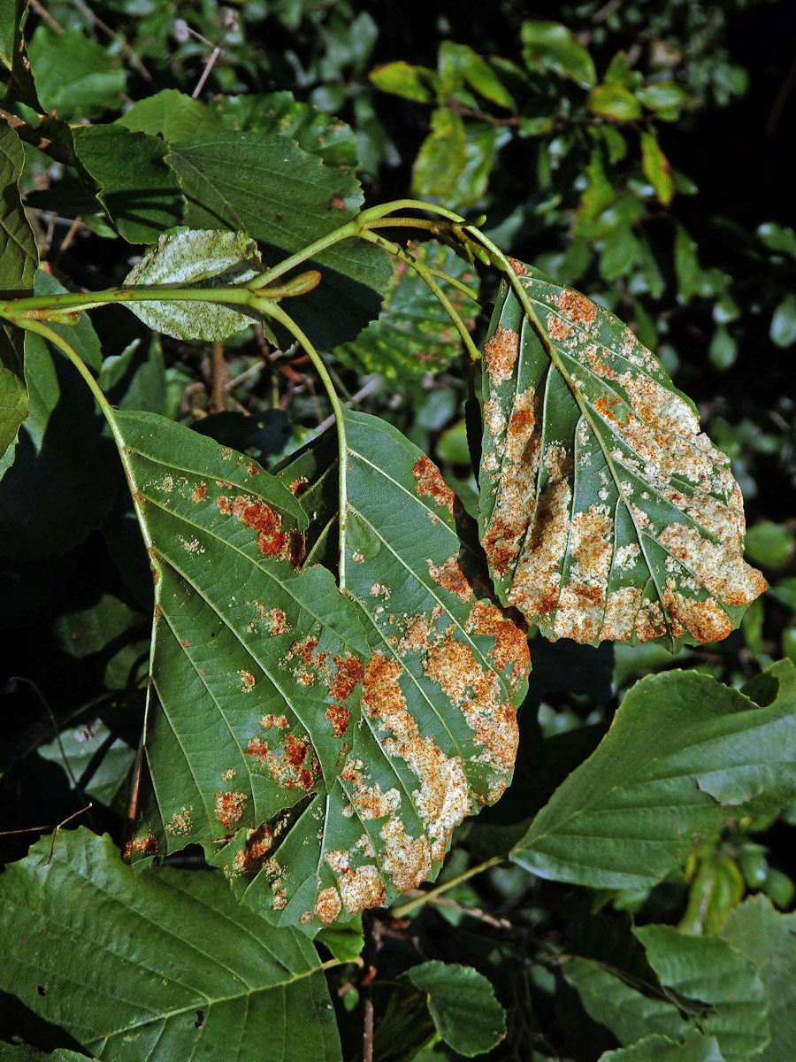 Hálky vlnovníka krátkonohého (Acalitus brevitarsus) na olši lepkavé (Alnus glutinosa)