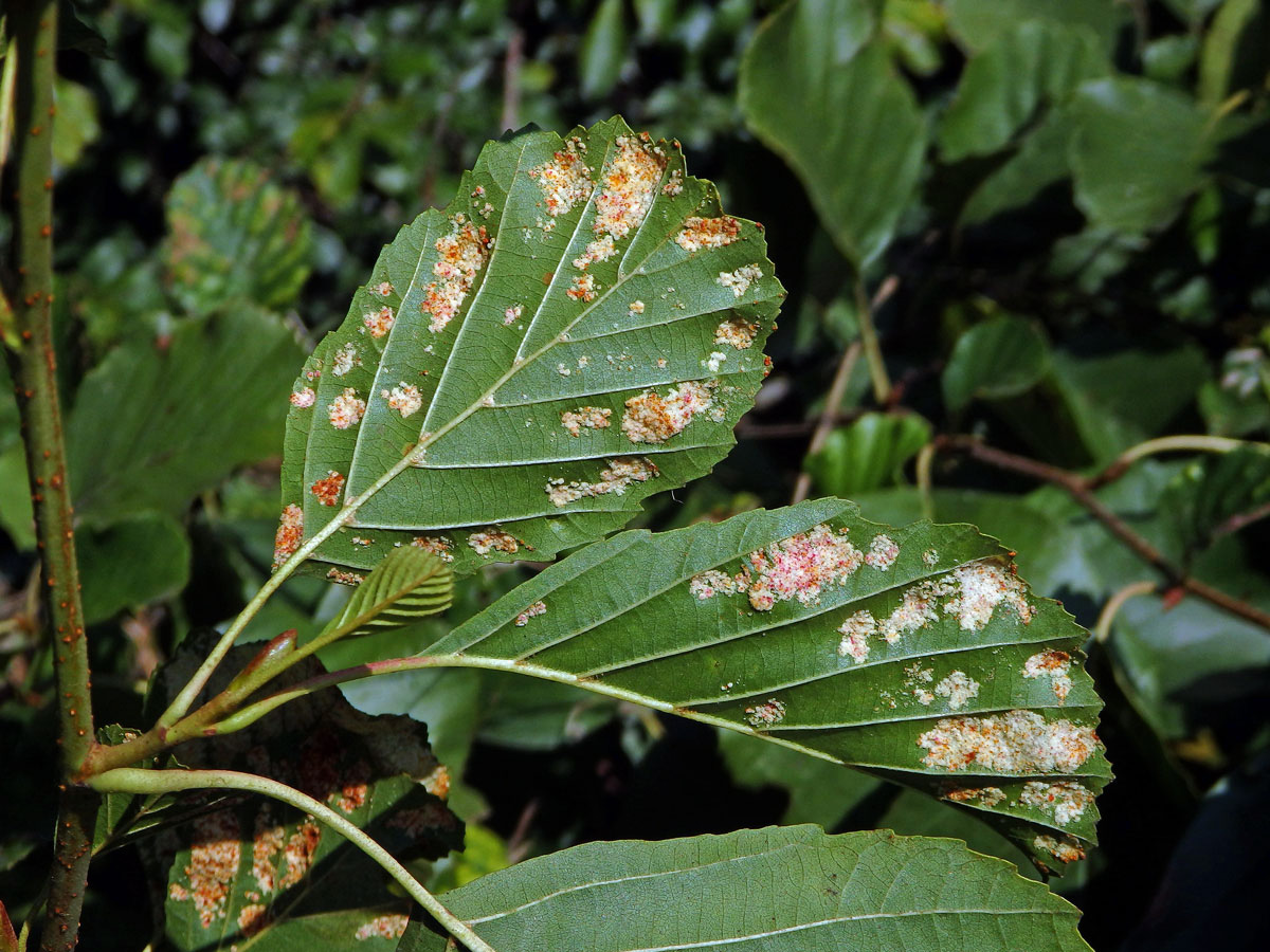 Hálky vlnovníka krátkonohého (Acalitus brevitarsus) na olši lepkavé (Alnus glutinosa)