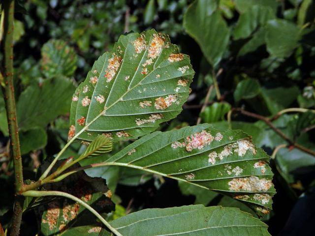 Hálky vlnovníka krátkonohého (Acalitus brevitarsus) na olši lepkavé (Alnus glutinosa)