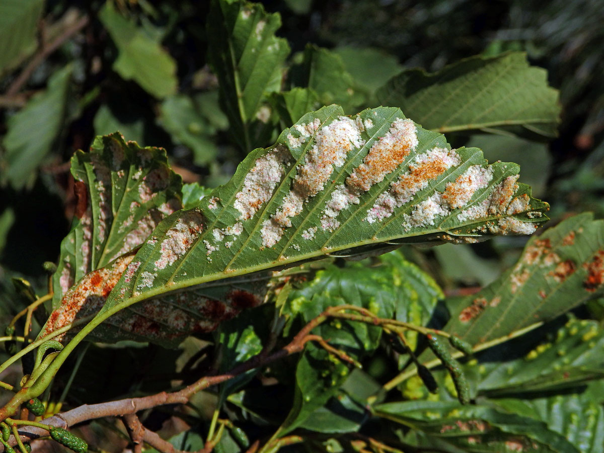 Hálky vlnovníka krátkonohého (Acalitus brevitarsus) na olši lepkavé (Alnus glutinosa)