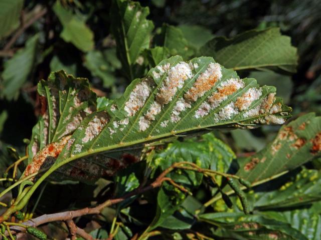 Hálky vlnovníka krátkonohého (Acalitus brevitarsus) na olši lepkavé (Alnus glutinosa)