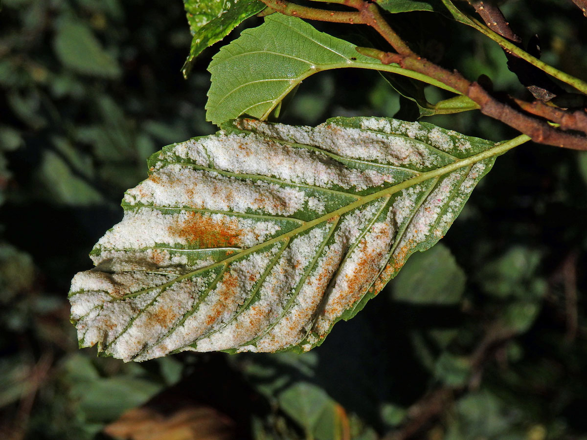 Hálky vlnovníka krátkonohého (Acalitus brevitarsus) na olši lepkavé (Alnus glutinosa)