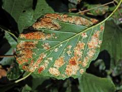 Hálky vlnovníka krátkonohého (Acalitus brevitarsus) na olši lepkavé (Alnus glutinosa)