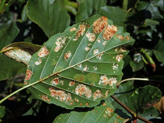 Hálky vlnovníka krátkonohého (Acalitus brevitarsus) na olši lepkavé (Alnus glutinosa)