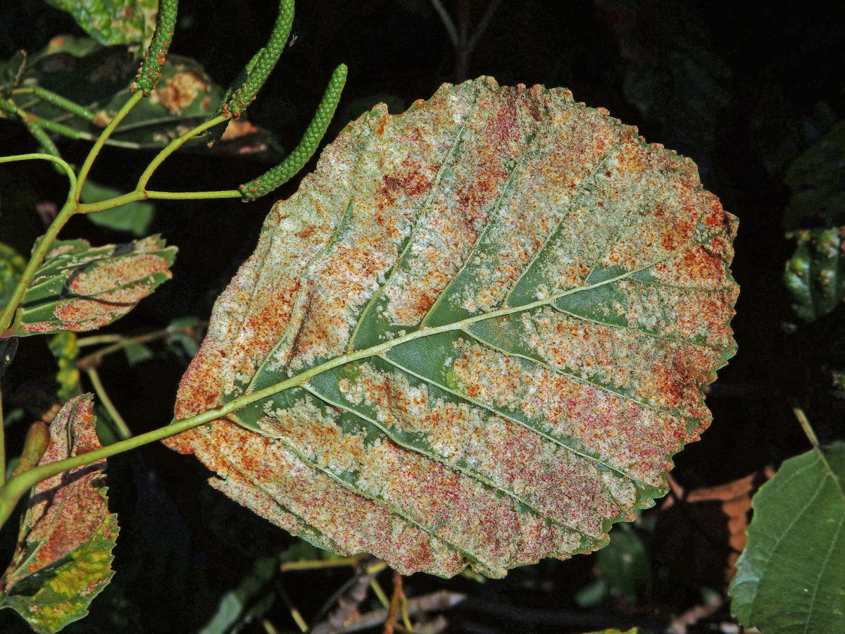 Hálky vlnovníka krátkonohého (Acalitus brevitarsus) na olši lepkavé (Alnus glutinosa)