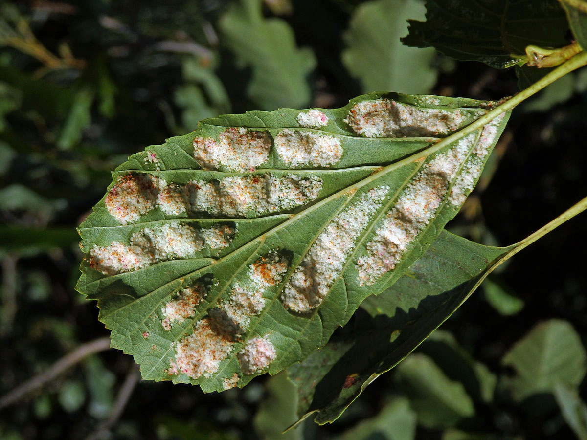 Hálky vlnovníka krátkonohého (Acalitus brevitarsus) na olši lepkavé (Alnus glutinosa)