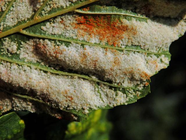 Hálky vlnovníka krátkonohého (Acalitus brevitarsus) na olši lepkavé (Alnus glutinosa)