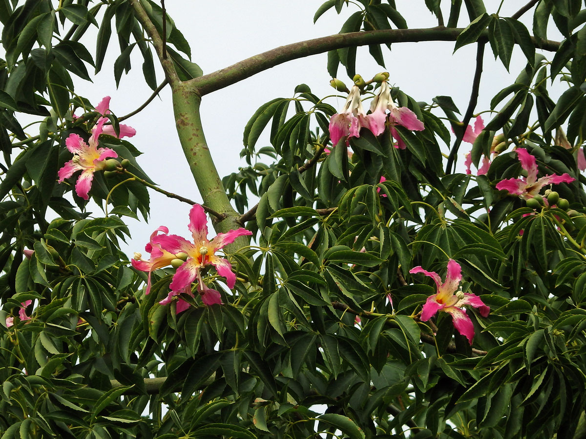 Chorisia speciosa St.-Hil.